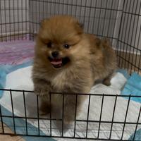 Mini pomerania