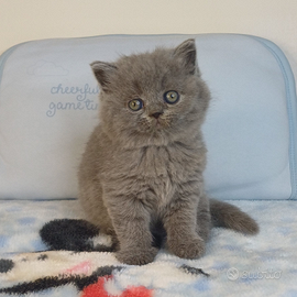 Gattini Scottish Straight