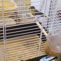 Canarino da canto giovane con gabbia