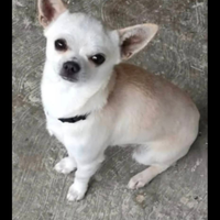 Cane chihuahua maschio