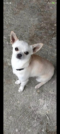 Cane chihuahua maschio