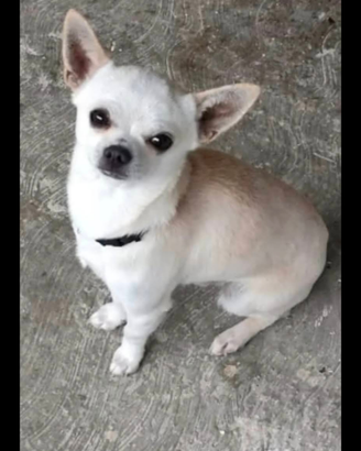 Cane chihuahua maschio