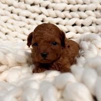 Barboncini asiatici mini toy red intenso