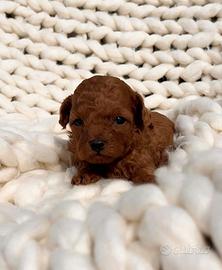 Barboncini asiatici mini toy red intenso