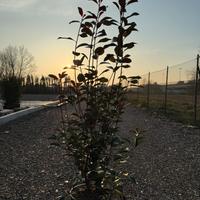 Photinia red robin pianta da siepe h.160 cm
