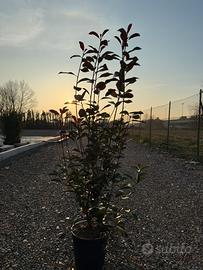Photinia red robin pianta da siepe h.160 cm
