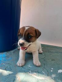 Cuccioli di Jack Russell Terrier