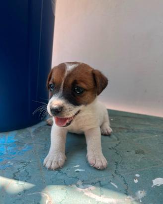 Cuccioli di Jack Russell Terrier