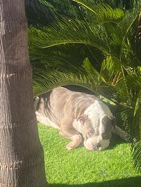 American Bully femmina