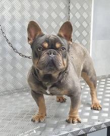 Bulldog francese lillac