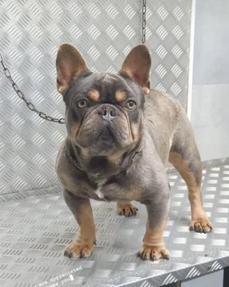 Bulldog francese lillac