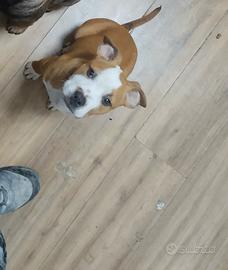 Cucciolo amstaff 3 mesi