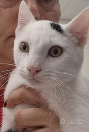 Pinko gattino 4 mesi