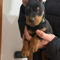 Cuccioli di dobermann