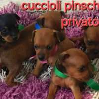 Cuccioli di pinscher toy