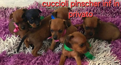 Cuccioli di pinscher toy