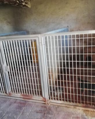 Box per cani