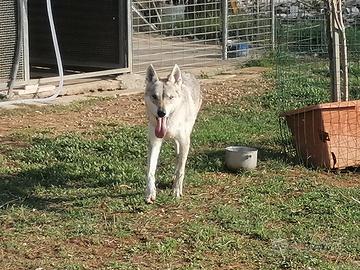 Femmine cane lupo cecoslovacco pedigree