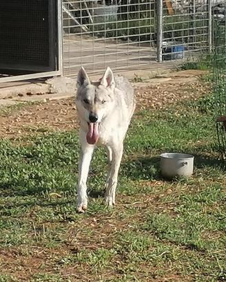 Femmine cane lupo cecoslovacco pedigree