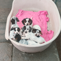 Bassotto piebald