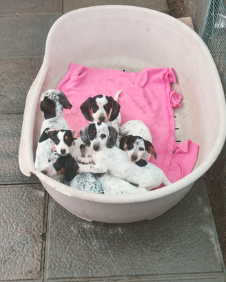 Bassotto piebald