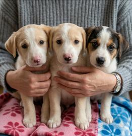 Cuccioli taglia media in adozione