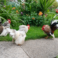 Galline ornamentali serama