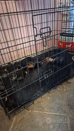 cuccioli con pedigree enci 