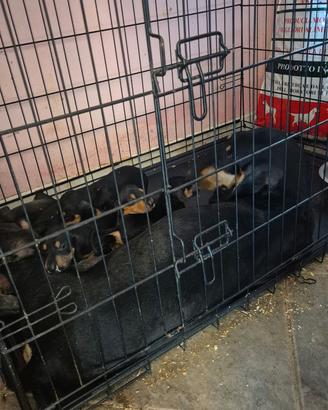 cuccioli con pedigree enci 