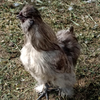 Gallo Moroseta argentato