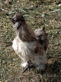 Gallo Moroseta argentato