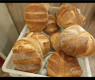 Panettiere