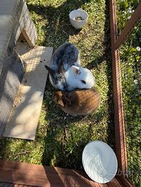 Cuccioli coniglio ariete