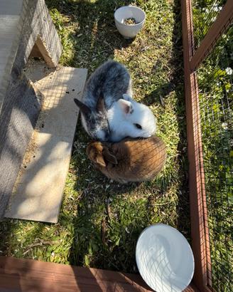 Cuccioli coniglio ariete