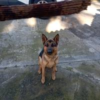 Cane pastore tedesco