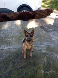 Cane pastore tedesco