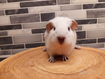 Porcellino d'india razza English shorthair