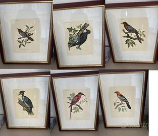 Set Litografie Ornitologiche d'Epoca incorniciate