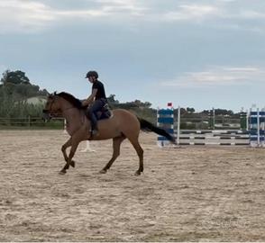 Cavallo x scuola e categoria