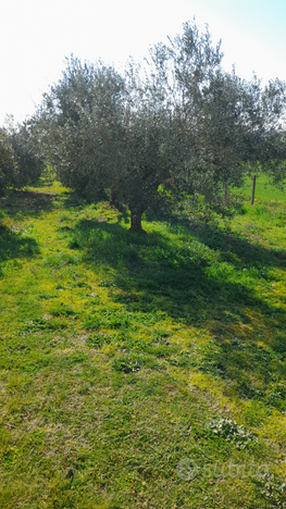 Terreno agricolo