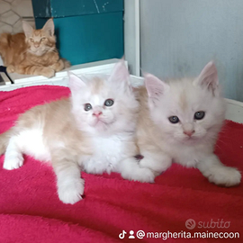 Cuccioli Maine Coon XXL con pedigree Anfi
