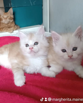 Cuccioli Maine Coon XXL con pedigree Anfi