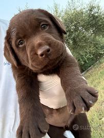 Cucciole Labrador
