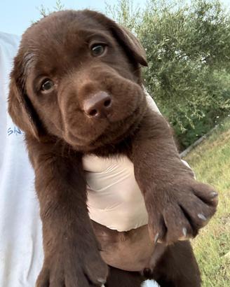 Cucciole Labrador