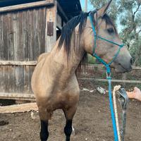 Stalloncino