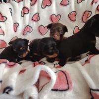 Disponibili Cuccioli di Russian Toy