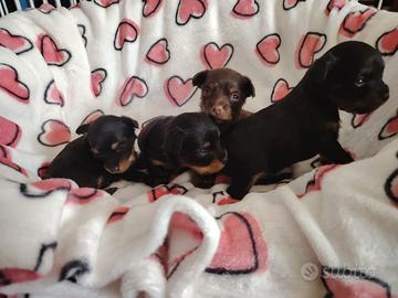 Disponibili Cuccioli di Russian Toy