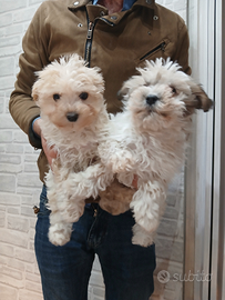 Maltipoo femminucce