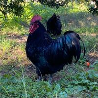 Uova Australorp