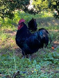 Uova Australorp